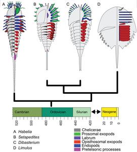 A fossil fills the gap between scorpions, spiders and horseshoe crabs and species from the Cambrian period (505 million years ago)