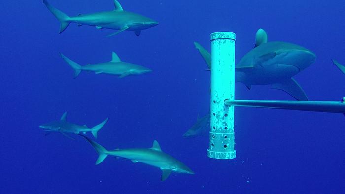 Galapagos sharks and silky sharks near a shallow seamount