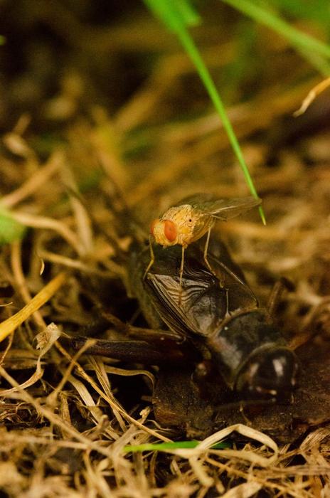 The acoustic parasitoid fly Ormia ochracea and its host cricket.