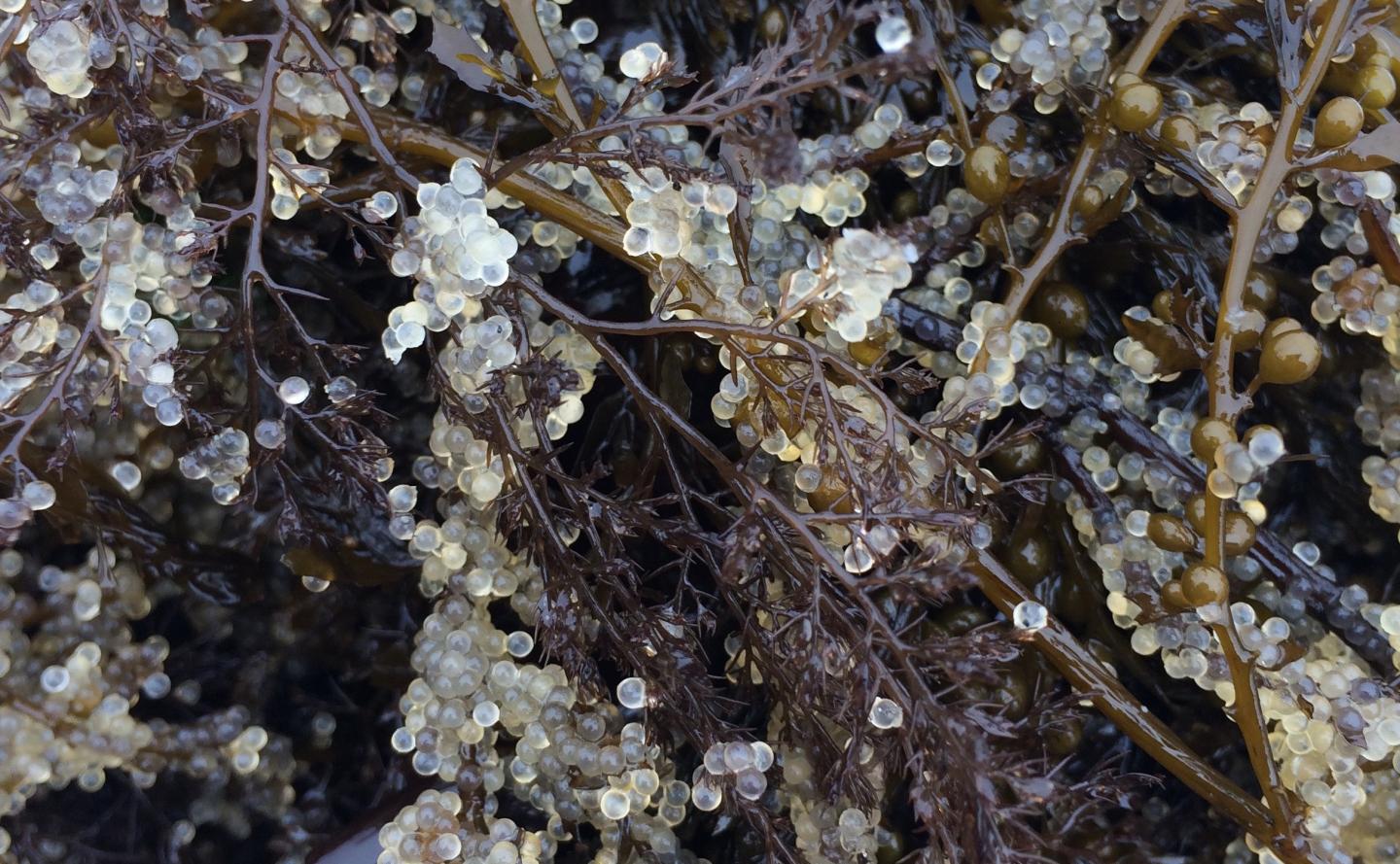 Herring Eggs