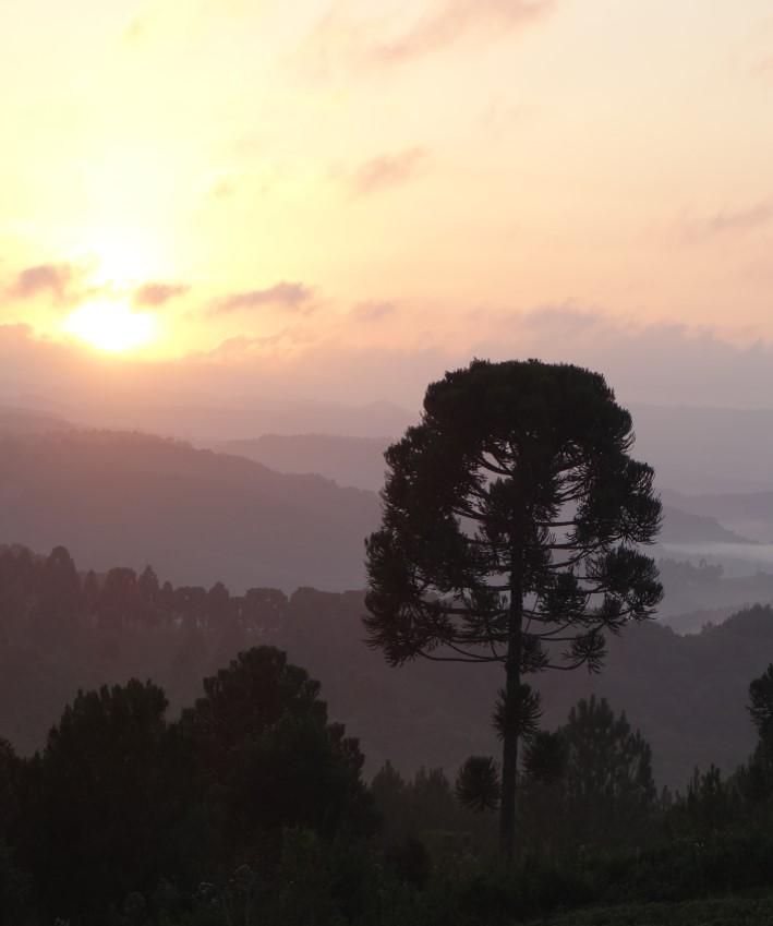Monkey Puzzle Forests