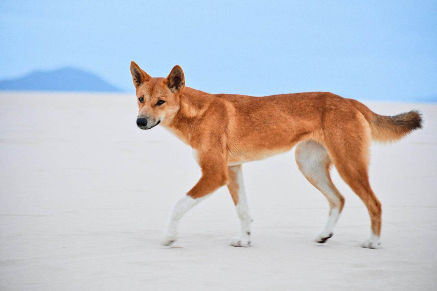 Dingo Walking on Sand