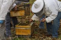 Fungi Extract Treatment in Honey Bee Colonies (2 of 2)