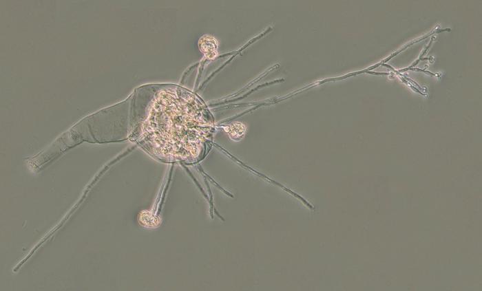 Infected bdelloid rotifer