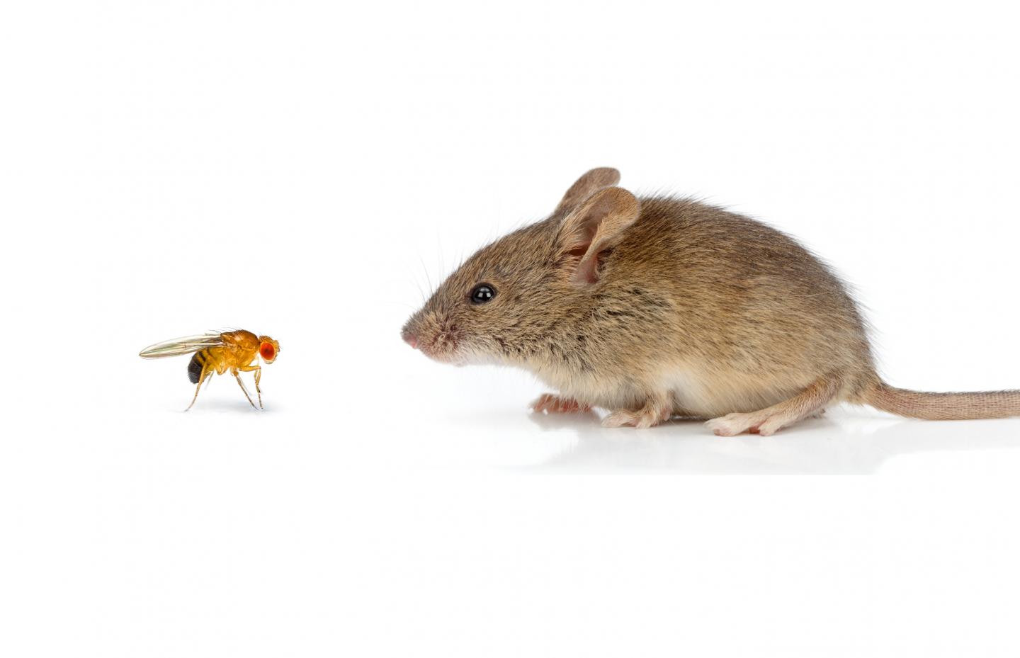 Conserved Role for Ovo Protein in Reproductive Cell Development in Mice and Fruit Flies