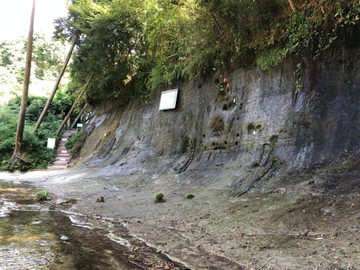 Photos of Fossil Foraminifer for Oxygen Isotope Analyses