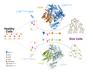 Hypervirulent C. difficile