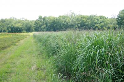 Switchgrass Proves Viable as Nursery Container Substrate