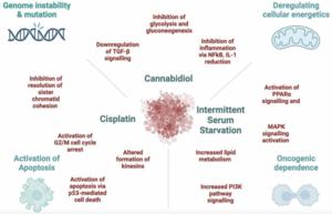 Targeting carbohydrate metabolism in colorectal cancer - synergy between DNA-damaging agents, cannabinoids, and intermittent serum starvation