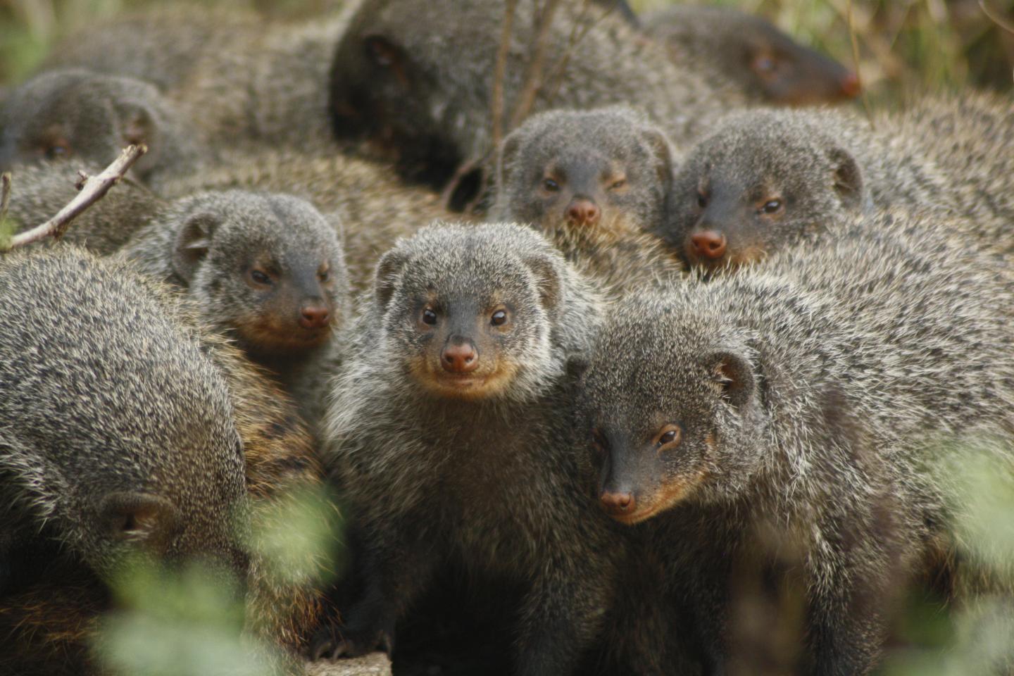 Banded Mongoose Group