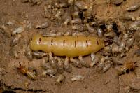 Termite Queen and Workers