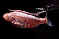 Blind Mexican Cavefish (1 of 2)