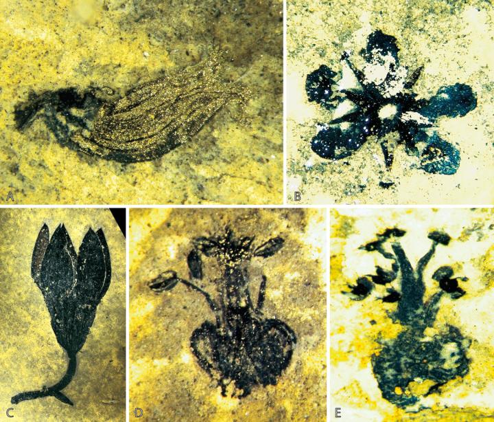 Flowers from the Middle Eocene of Eckfeld