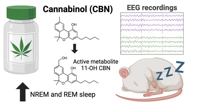 Illustration of the experiment on sleep and cannabinol