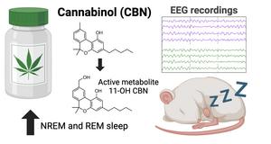 Illustration of the experiment on sleep and cannabinol