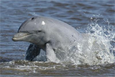 Dolphin in Coastal Georgia