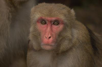 An Adult Female Rhesus Macaque