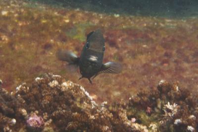 A Highly Vocal Damselfish