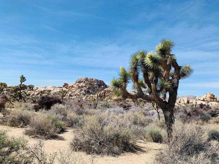 Joshua trees