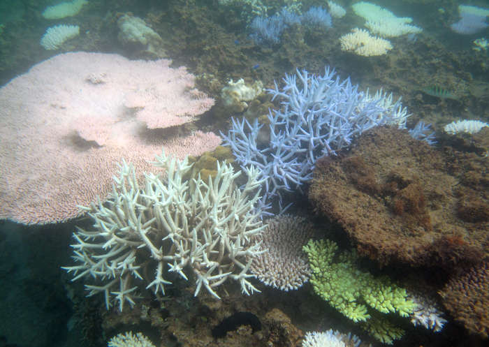 Coral bleaching