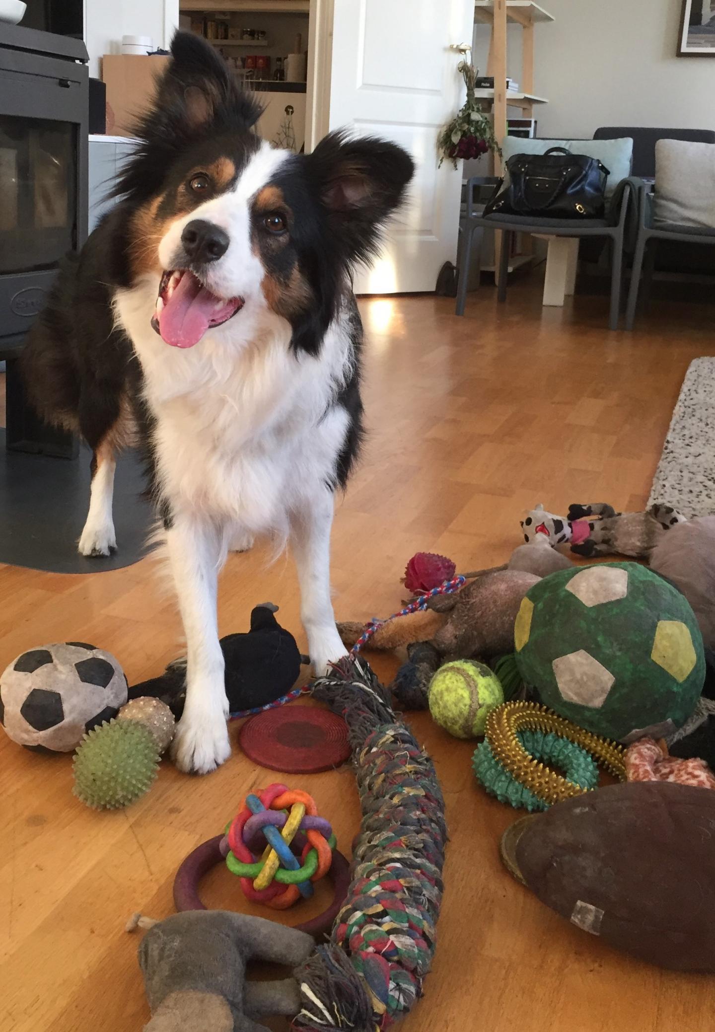 Whisky among his toys