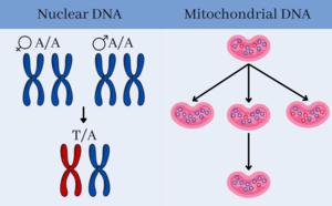 Two methods used to determine mutation rate in whales