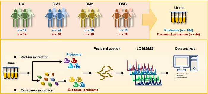 大规模T2DM患者尿液及尿液外泌体蛋白质组学实验流程