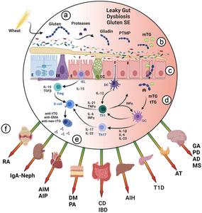 Pathogenic mechanisms by which gluten/gliadin peptides induce inflammation in remote organs, and the extended potential harmful effects in non-celiac ADs