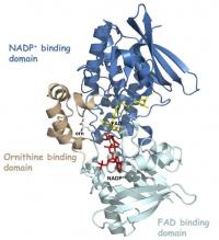 3-dimensional structure of siderophore A (SidA)