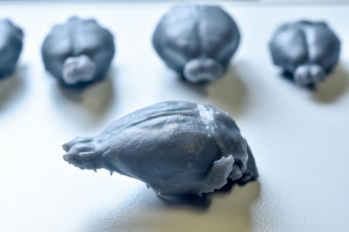 Palaeontologist Uses 3D Models to Explore Brain Evolution in Rodents and Primates 2