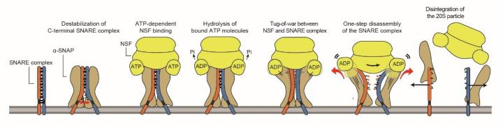 NSF/&alpha;-SNAP Disassembly of Single SNARE Complex