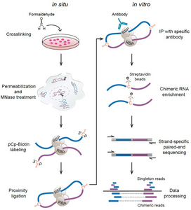 Diagram of the CRIC-seq method