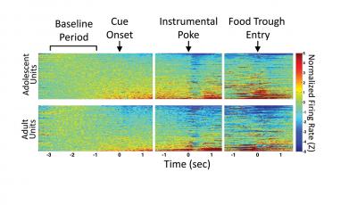 Individual Neuron Activity