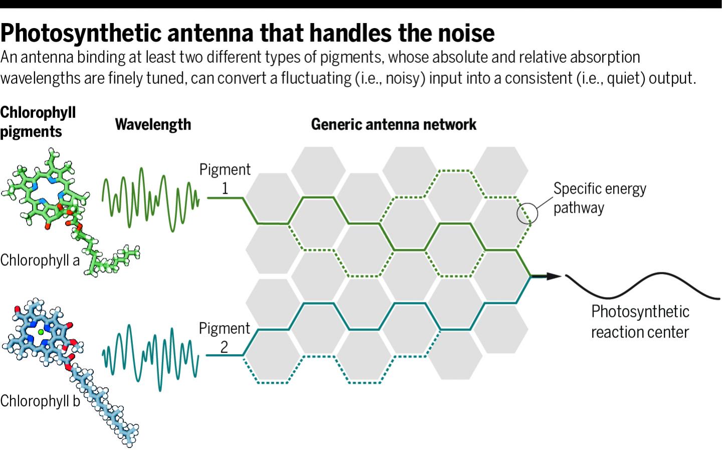 "Noise-Cancelling" Photosynthetic Antennae: The Key to Efficient Biological Light-Harvesting (3 of 3)