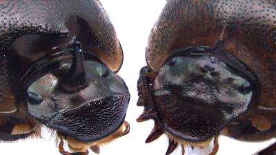 Horned and Cyclops Beetle