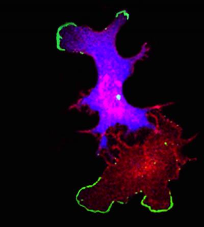 Single Cell Showing Correction of Cardiac Defect