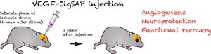 Figure 2: VEGF-JigSAP injection enhances the recovery of subacute phase mouse stroke.