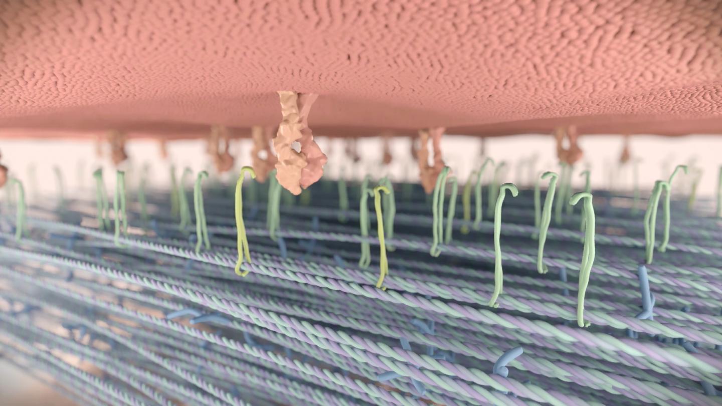 Cancer Cell Surface, Integrins and Matrix