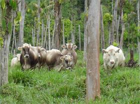 Use More Forages in Livestock Farming