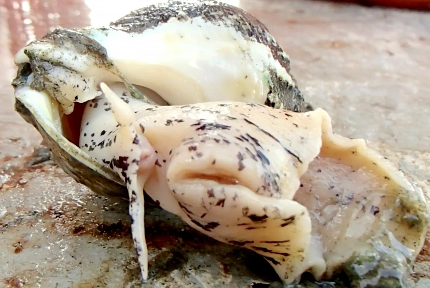 Common, or Waved, Whelk