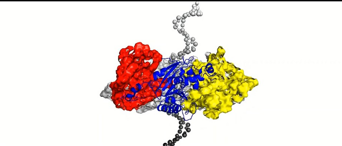 HELICASE