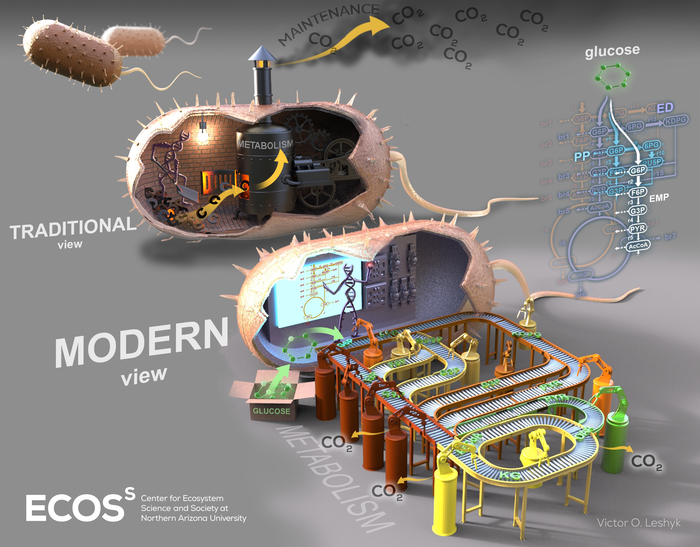 Soil microbes use different and more efficient metabolic pathways than previously thought