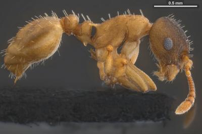 <i>Temnothorax pilagens</i>