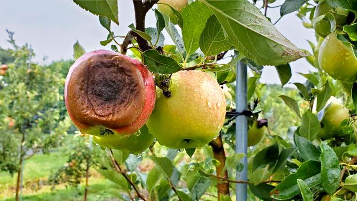 Apple with bitter rot disease