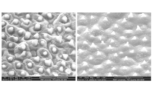 Lotus-inspired bioplastic (structure)