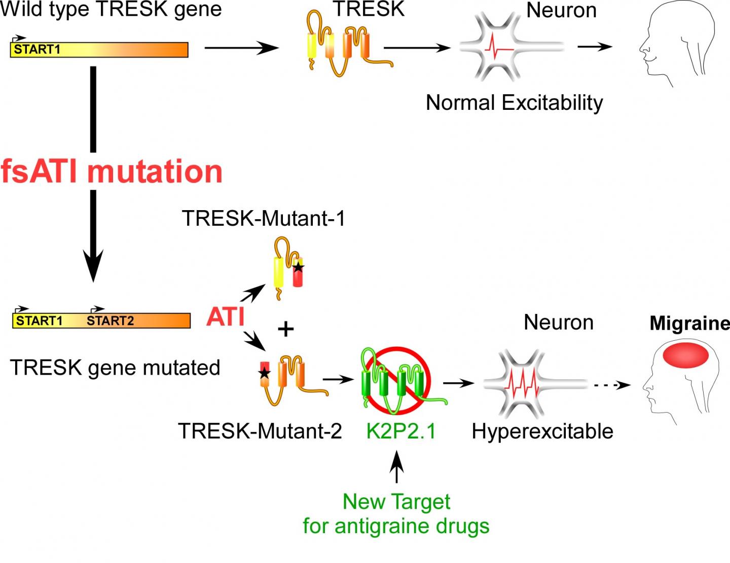 Migraine's Hereditary Transmission Mechanism