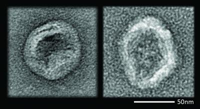 Virus vs. Nanodevice