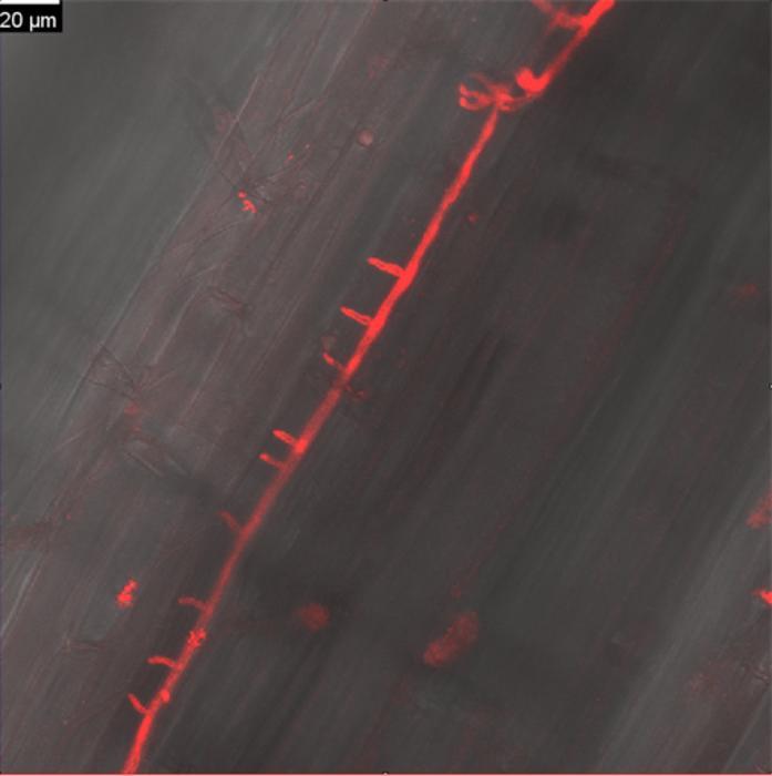 Red fluorescently labelled Phytophthora pathogen colonising a barley root