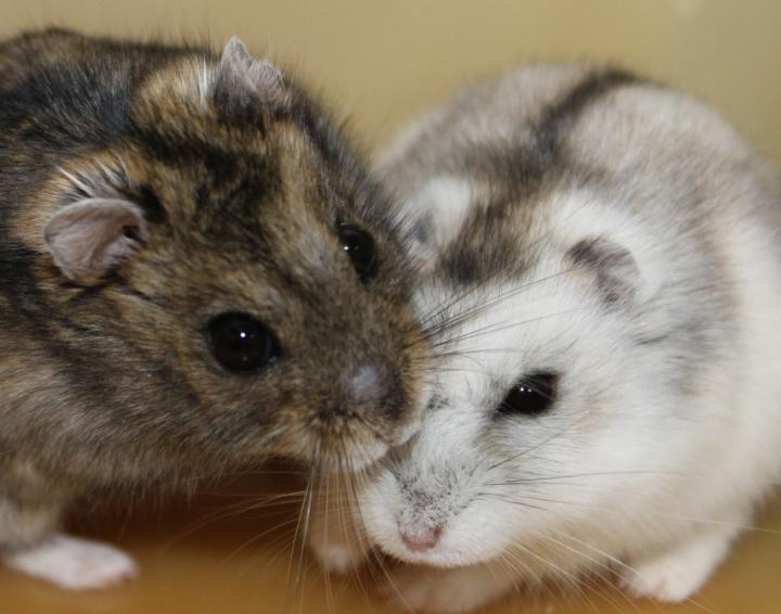 Siberian Hamsters