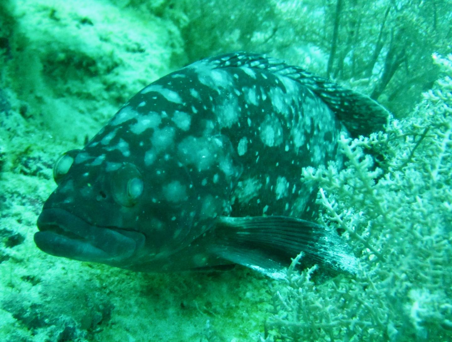 White Spotted Grouper